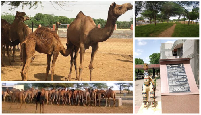 Images of National Research Centre On Camel, Bikaner, Rajasthan
