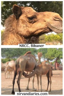 NRCC Bikaner 