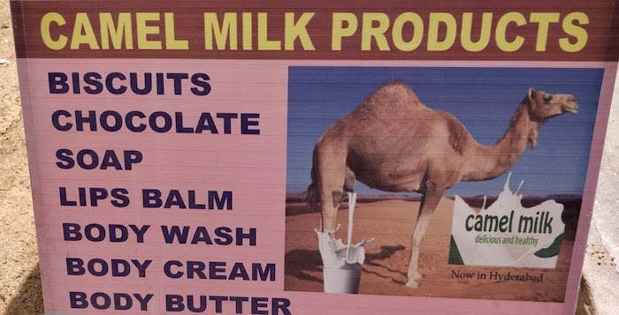 Camel Milk Products at Bikaner