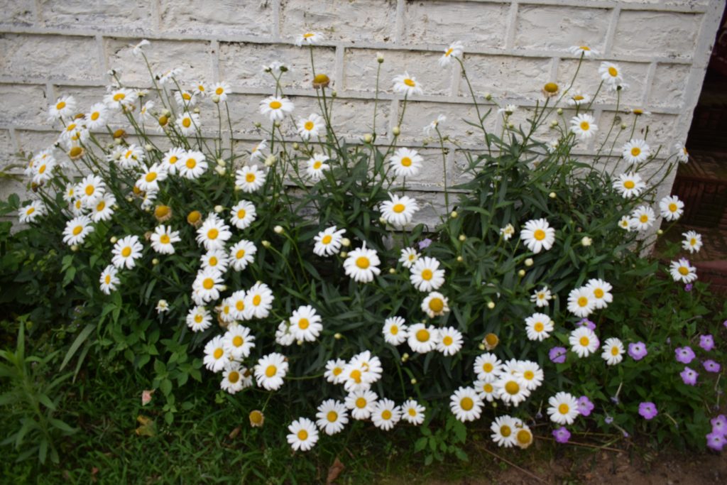 Flower Blossoms