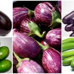 Brinjal Dishes – History and Benefits of Brinjal aka Eggplant/Aubergine