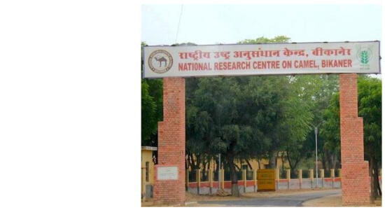 National Research Centre On Camel, Bikaner