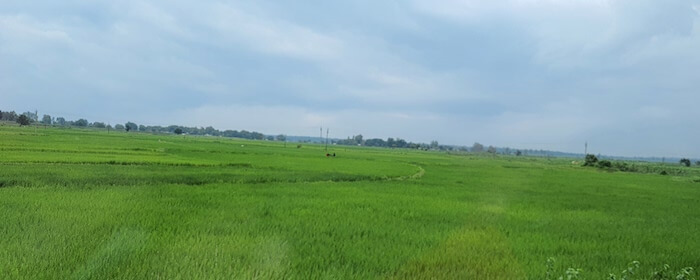 Crops in Bastar